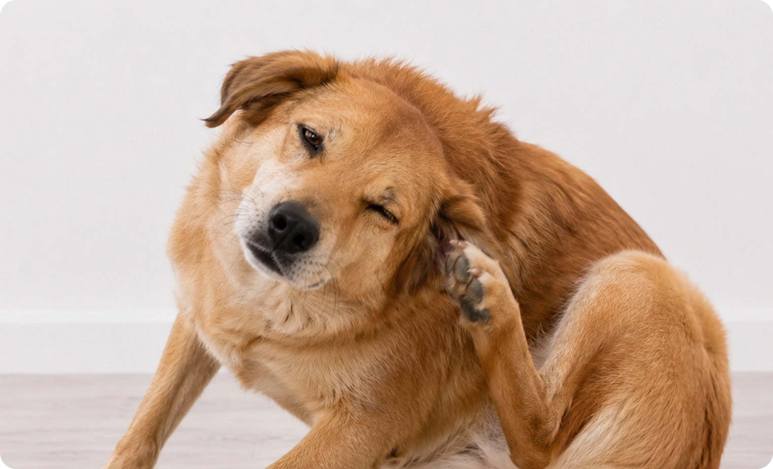 Inner Ear Infection (Otitis Interna)